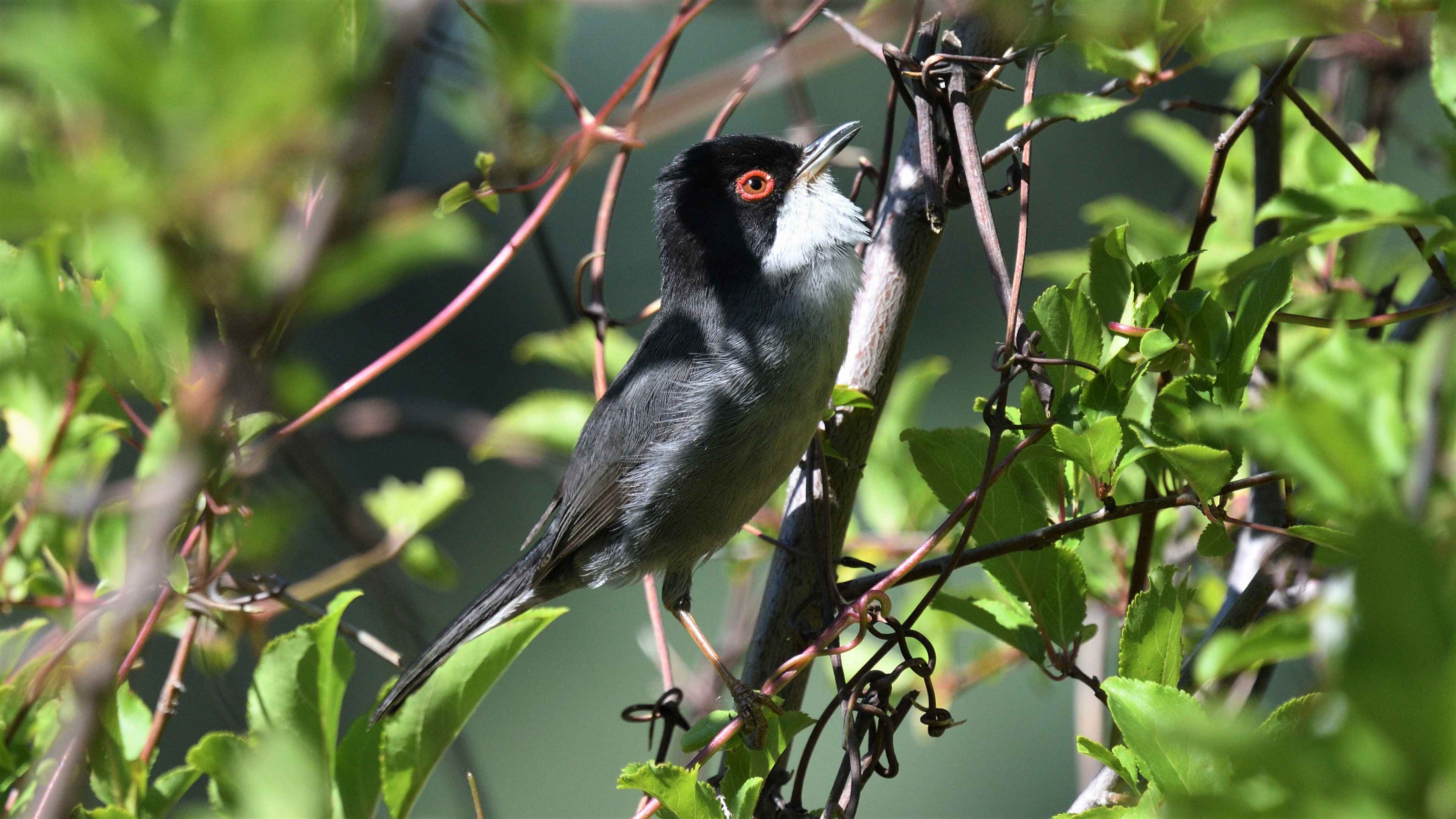 Sardinian Warbler